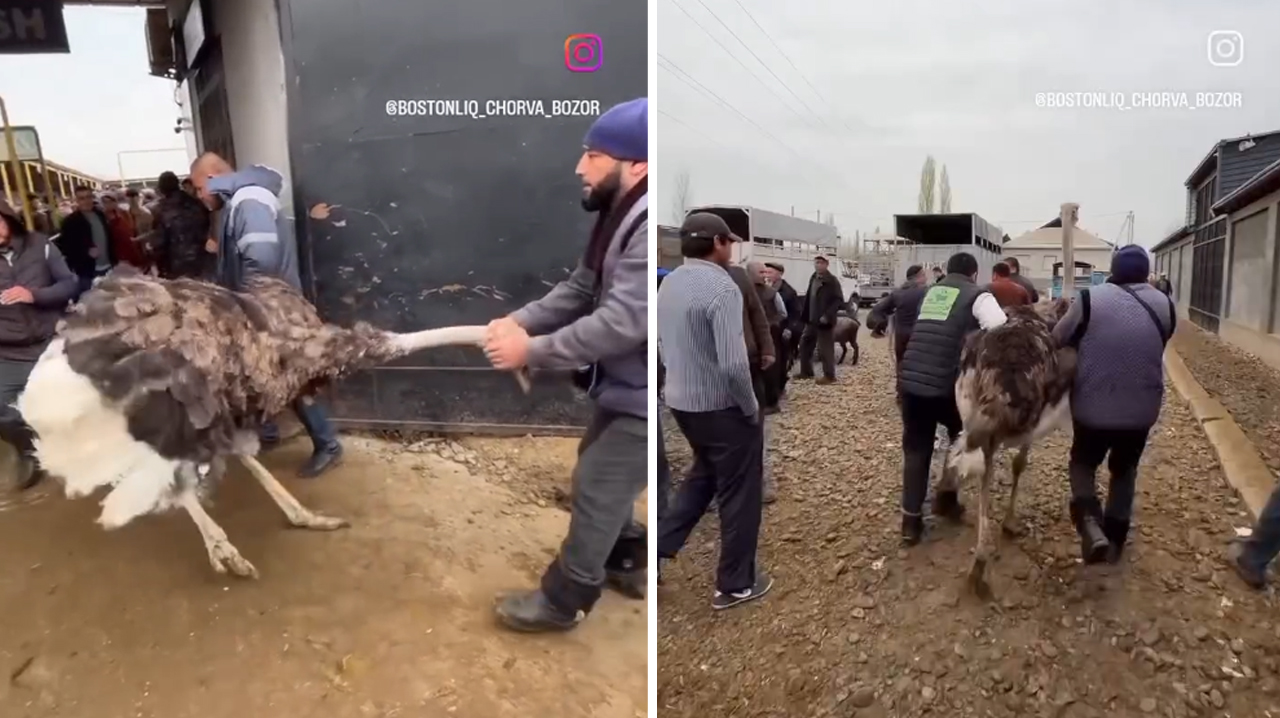 «Просто товар»: видео с рынка животных под Газалкентом возмутило соцсети