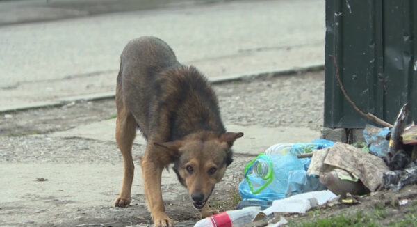 «Это не отрава, а рыба»: власти объяснили гибель собак под Ташкентом. Но вопросов стало только больше