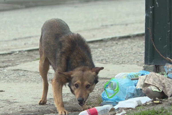 «Это не отрава, а рыба»: власти объяснили гибель собак под Ташкентом. Но вопросов стало только больше