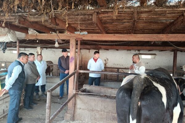 Ящур «нашли» в Telegram: власти опровергли слухи о болезни в Ферганской области