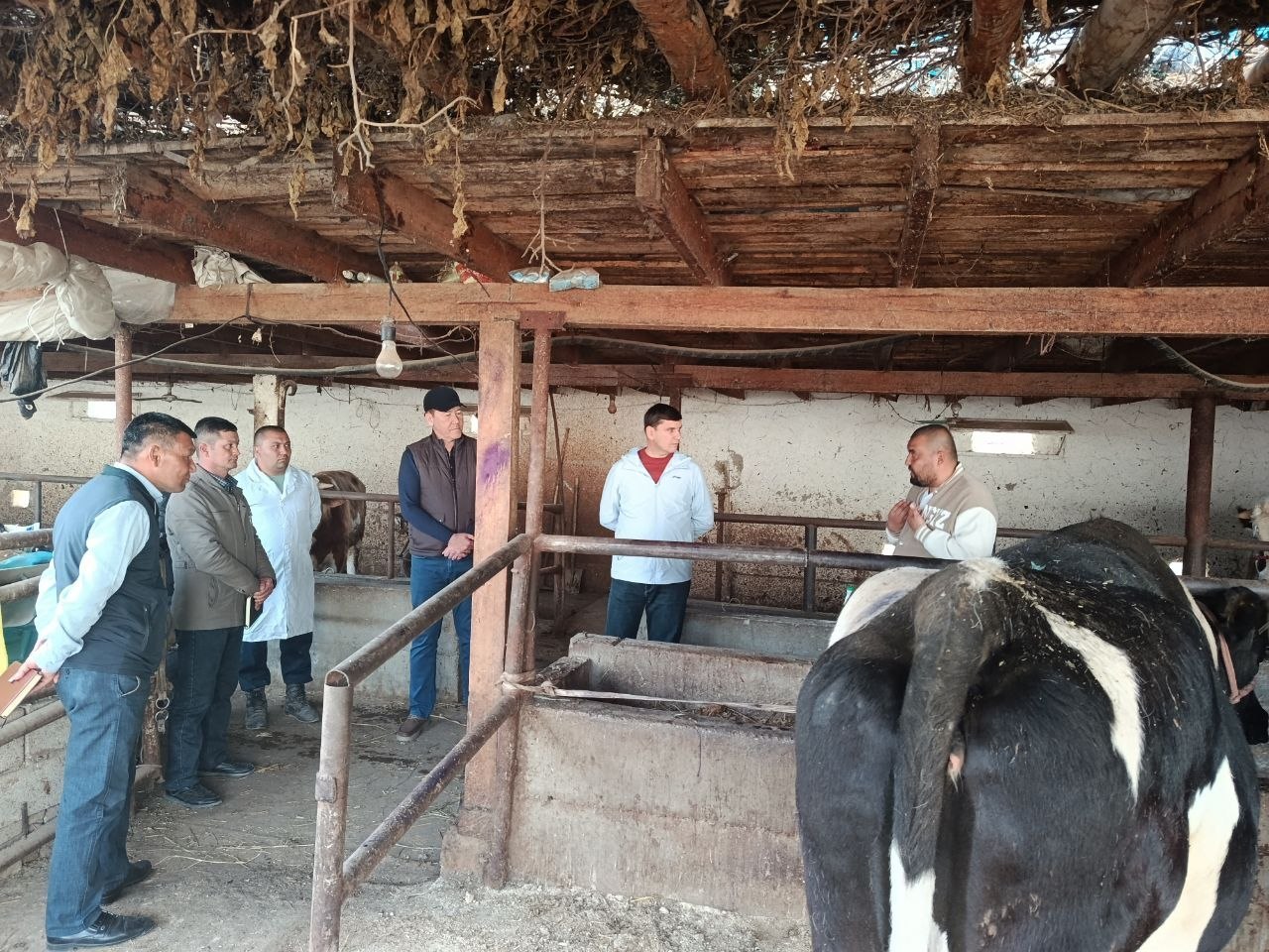 Ящур «нашли» в Telegram: власти опровергли слухи о болезни в Ферганской области