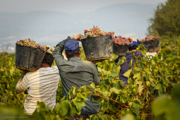 Франция зовёт на виноградники: узбекистанцы смогут уехать на сезонные работы уже этим летом