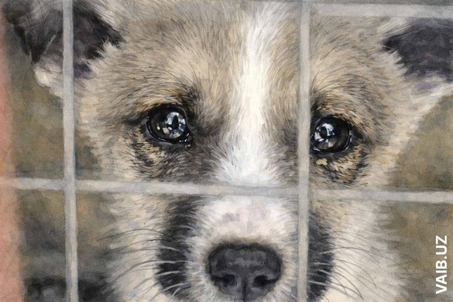 Живодёрам увеличат наказание… но снова не там: что не так с новым законом о защите животных