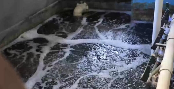 Хром вместо совести: как бизнес травит воду в Ташкенте