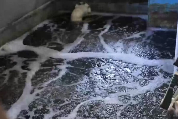 Хром вместо совести: как бизнес травит воду в Ташкенте