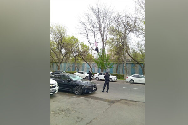 Чтобы тебя услышали – лезь на дерево? В Ташкенте мужчина устроил необычный перформанс у Верховного суда
