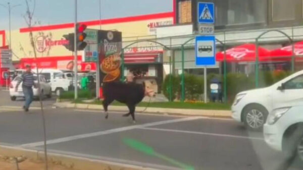 Беги, бычок, беги: на дорогах Узбекистана появился новый «участник движения»