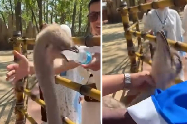 «Развлечение» со страусом: в Ташкенте посетители парка решили покормить птицу пластиком