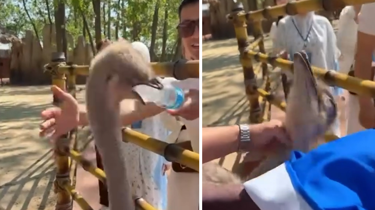 «Развлечение» со страусом: в Ташкенте посетители парка решили покормить птицу пластиком