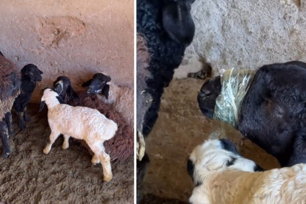 Скотч вместо решения: в сети спорят, где заканчивается «воспитание» и начинается жестокость Скотч вместо решения: в сети спорят, где заканчивается «воспитание» и начинается жестокость