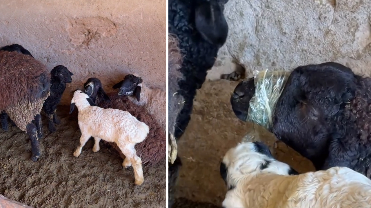 Скотч вместо решения: в сети спорят, где заканчивается «воспитание» и начинается жестокость