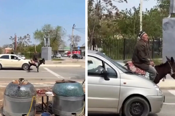 Когда ослик дисциплинированнее водителей: в Джизаке дедушка стал героем интернета