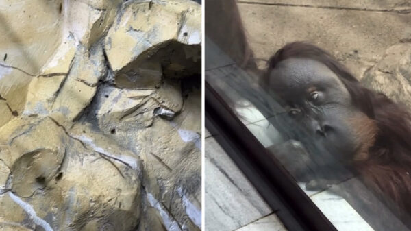 Тараканы, грустный Цезарь и ад в комментариях: что происходит в Ташкентском зоопарке