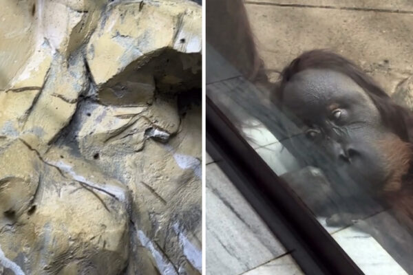 Тараканы, грустный Цезарь и ад в комментариях: что происходит в Ташкентском зоопарке