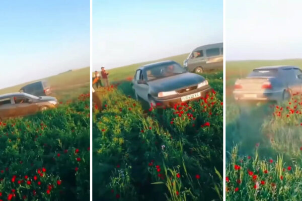 «Отдых по-мужски»: в Кашкадарье группа парней устроили дрифт по тюльпанам