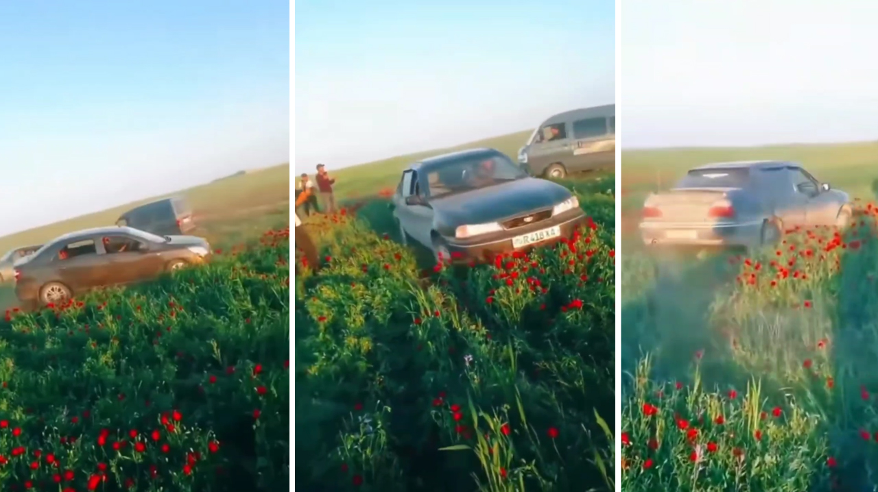 «Отдых по-мужски»: в Кашкадарье группа парней устроили дрифт по тюльпанам