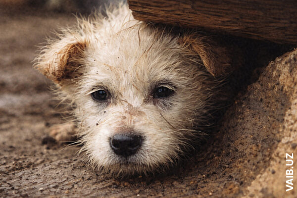 Не только штрафы: в новом законе о животных нашлись здравые идеи Не только штрафы: в новом законе о животных нашлись здравые идеи