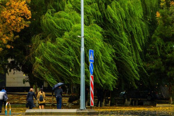 Выходные с сюрпризом: Узбекистан накроют дожди и грозы