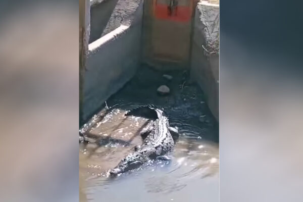 Крокодилы добрались до Узбекистана? МЧС пришлось проверять странное видео из соцсетей Крокодилы добрались до Узбекистана? МЧС пришлось проверять странное видео из соцсетей
