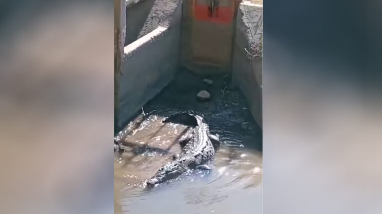 Крокодилы добрались до Узбекистана? МЧС пришлось проверять странное видео из соцсетей