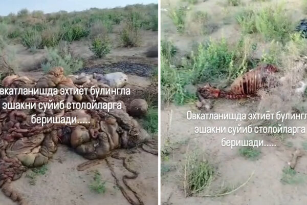 В Узбекистане нашли ещё один ослиный могильник. И это уже начинает выглядеть как система В Узбекистане нашли ещё один ослиный могильник. И это уже начинает выглядеть как система