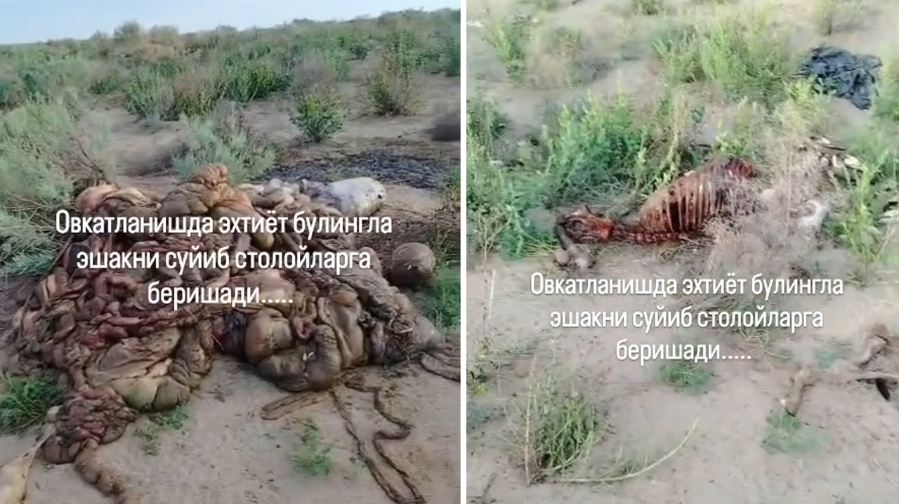 В Узбекистане нашли ещё один ослиный могильник. И это уже начинает выглядеть как система
