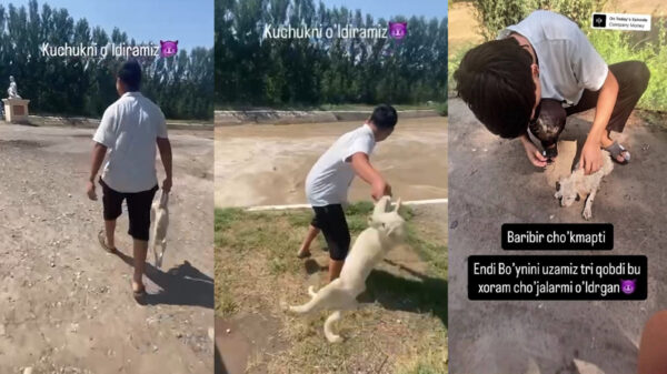 «Теперь свернём ему шею». В сети распространяются шокирующие кадры с издевательствами над щенком