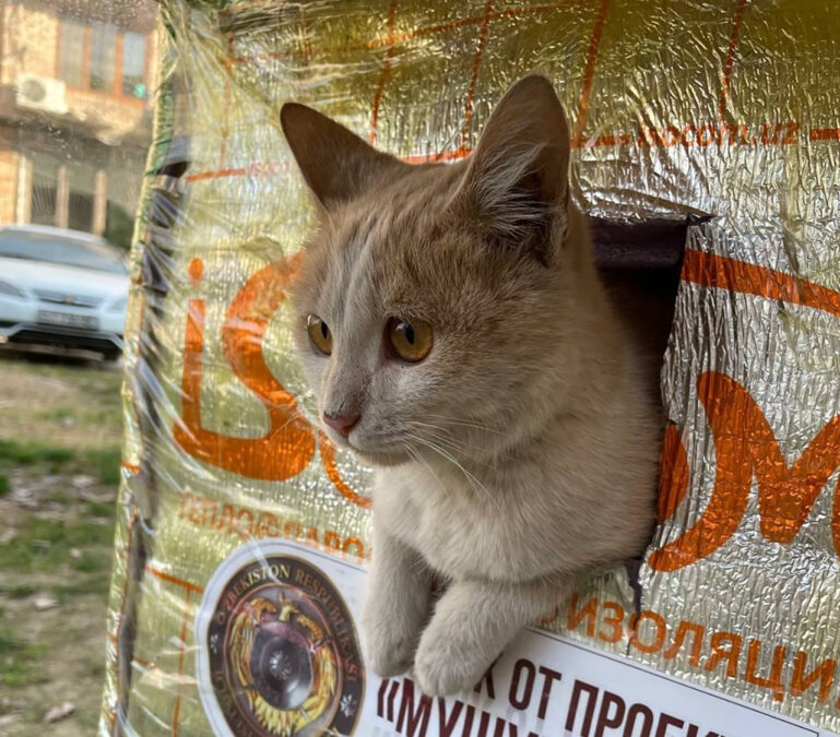 «Мушуккент» под угрозой: в Ташкенте могут запретить знаменитые котодомики