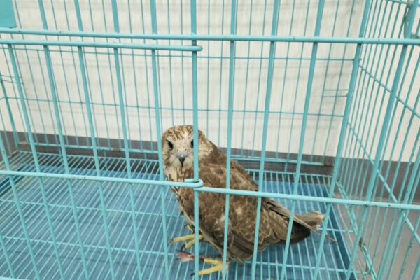 Сокол на Юнусабаде, филин на Ферузе: в Ташкенте за два дня нашли двух диких птиц Сокол на Юнусабаде, филин на Ферузе: в Ташкенте за два дня нашли двух диких птиц