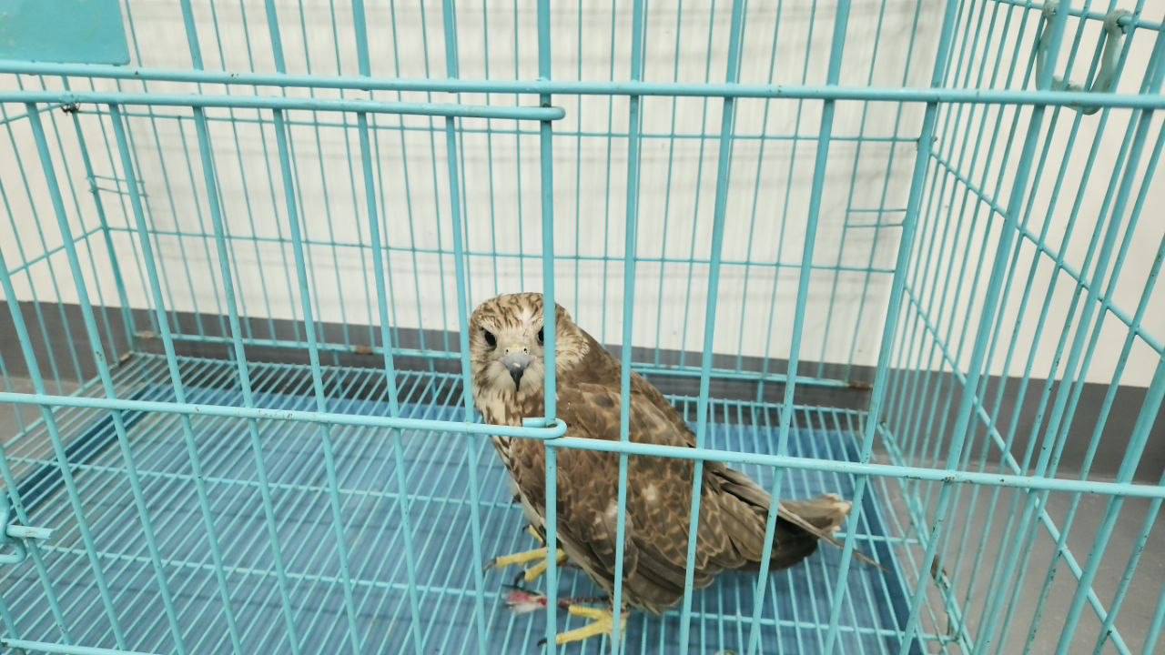 Сокол на Юнусабаде, филин на Ферузе: в Ташкенте за два дня нашли двух диких птиц