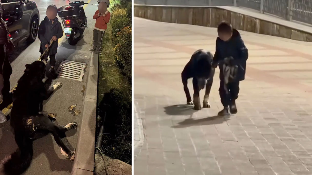 В Самарканде мужчина тащил собаку за скутером. Туристы кричали и пытались его остановить